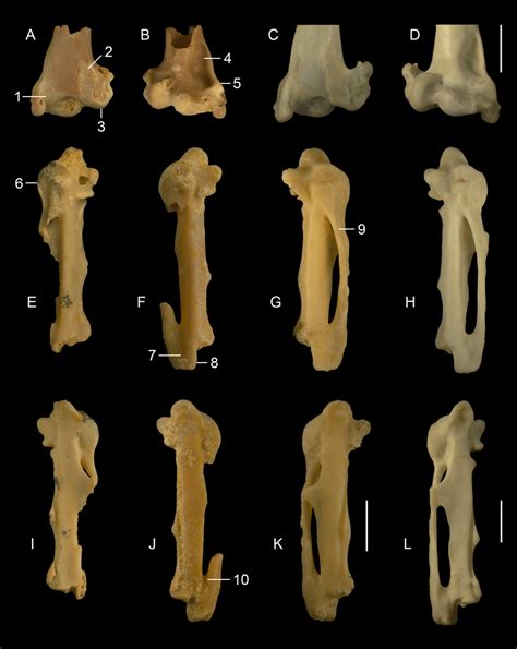 Wing bones of (A–B,E–G,I–K) fossil Estrildidae gen. et sp. indet.... | Download Scientific Diagram