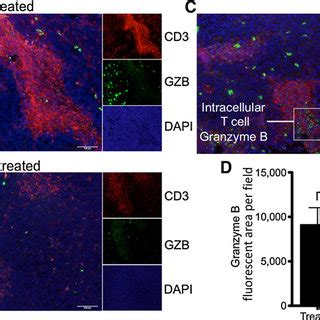 Quantitative Pet Imaging Of Granzyme B Following Cancer Immunotherapy