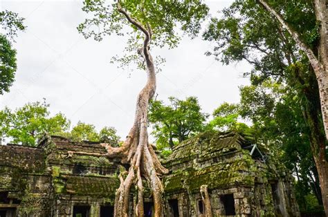 ta prohm temple overgrown  trees angkor wat siem reap region