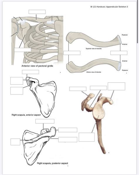 Bio Lab Exam Diagram Quizlet