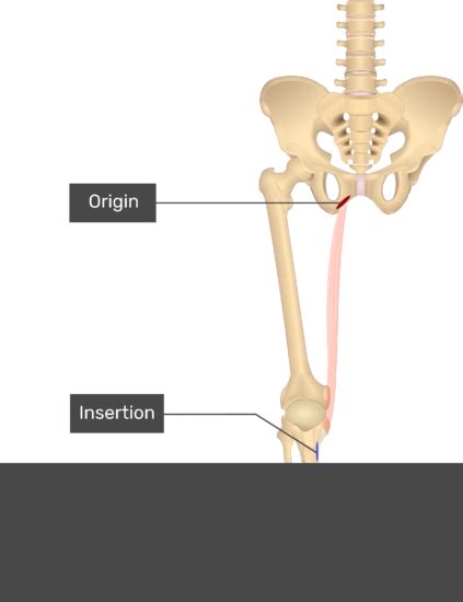 Gracilis Muscle Origin Insertion And Actions Getbodysmart