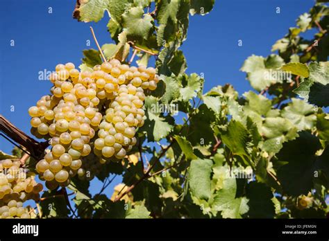 Chile, Valle de Curico, Fairly Trade, wine, Sauvignon Blanc grapes ...