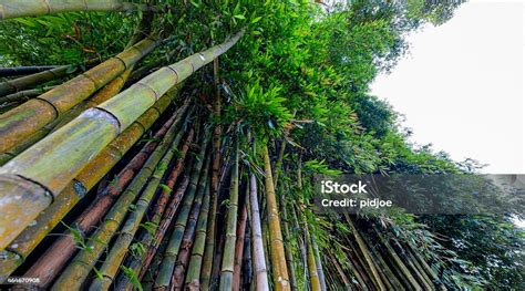 Bambu Raksasa Di Hutan Foto Stok - Unduh Gambar Sekarang - Alam, Bambu ...