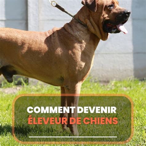 Comment Devenir Leveur De Chien