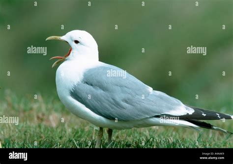 Common Gull / Mew Gull Stock Photo - Alamy