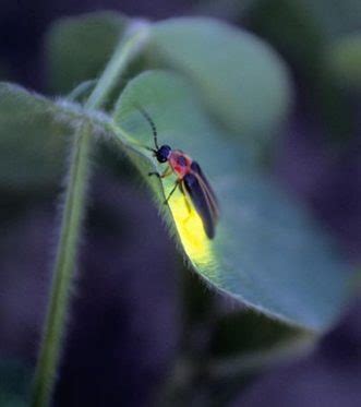 Firefly Facts - Entomology 300 Final Project