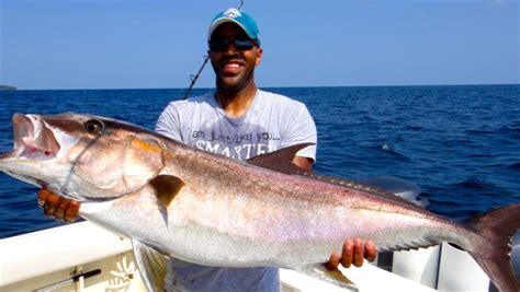 Amberjack Photos - Amazing Shots - Come Fish Panama