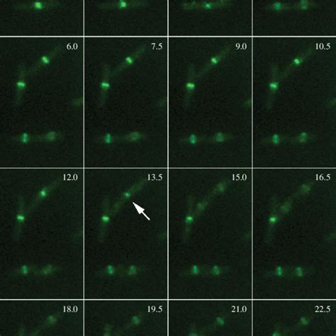 dynamics  ftsz  dividing  coli cells  levels  ftsz gfp