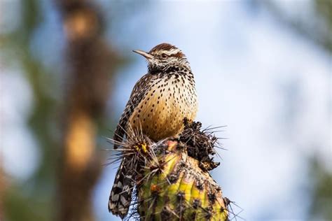 Cactus Wren: Field Guide, Pictures, Habitat & Info - Optics Mag