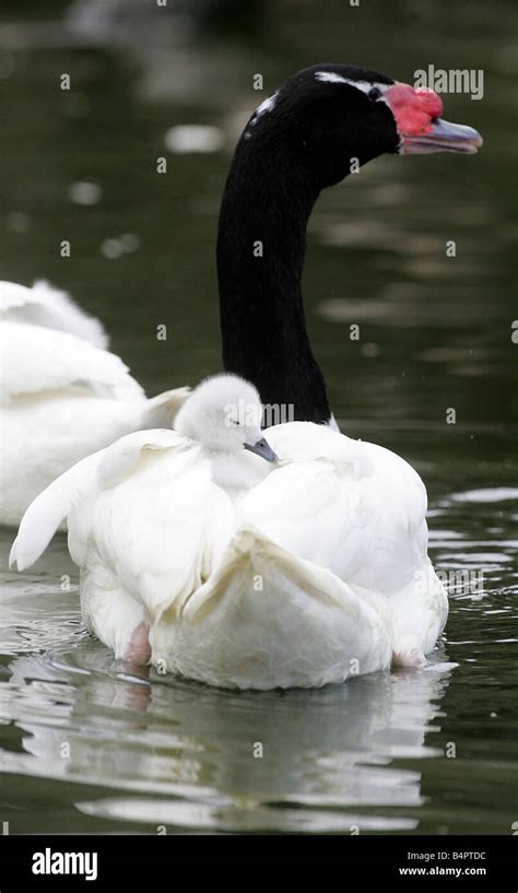 Black necked swan cygnets hi-res stock photography and images - Alamy