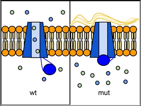 Cystic Fibrosis Gene