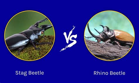 Stag Beetle vs. Rhino Beetle: What Are The Differences? - A-Z Animals