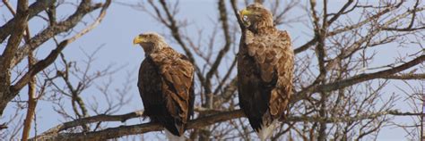 European Breeding Birds Slow to Respond to Recent Climate Change ...