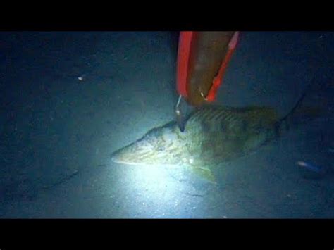 Grabe Ang Spot Nato Ang Daming Isda Night Spearfishing YouTube