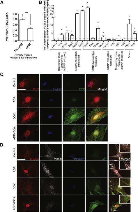 In Vivo Rna Interference Models Of Inducible And Reversible Sirt