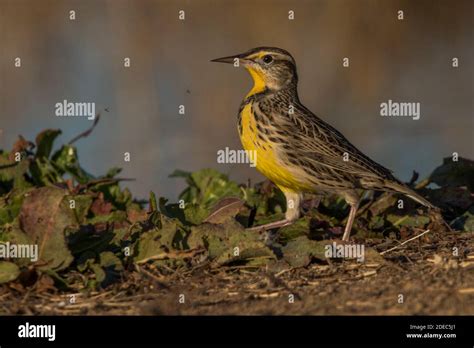 The Western Meadowlark Sturnella Neglecta Is The State Bird Of 6