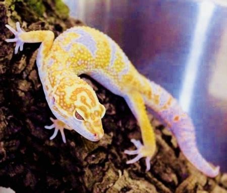 Leopard gecko for sale | buy baby leopard gecko morphs for sale