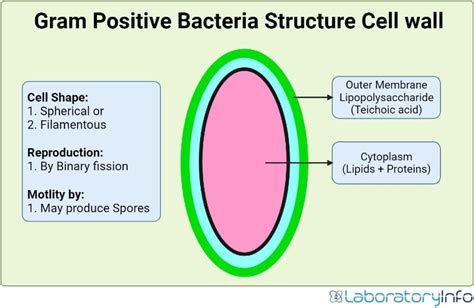 Gram Positive Bacteria Characteristics List Cell Wall Composition