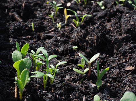 Como Escolher O Que Plantar Na Sua Horta Horta Em Casa