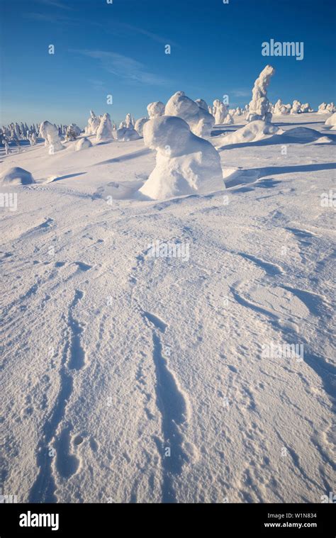 Snowy Forest With Strong Frozen Trees With A Blue Sky And Sun Light In