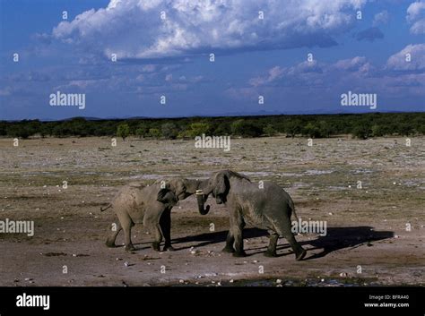 African Elephant Bulls Wrestling Loxodonta Africana Stock Photo Alamy