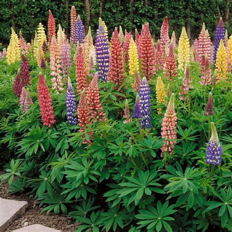 Lupine Seeds - Lupinus Russell Hybrids Mix Flower Seed | Flower seeds ...