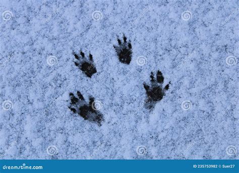 Sciurus Carolinensis Squirrel Footprints in the Snow, Animal Tracks Stock Photo - Image of cold ...