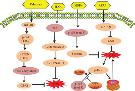 The Antioxidant Role Of P53 Signaling Pathways In Chemically Induced