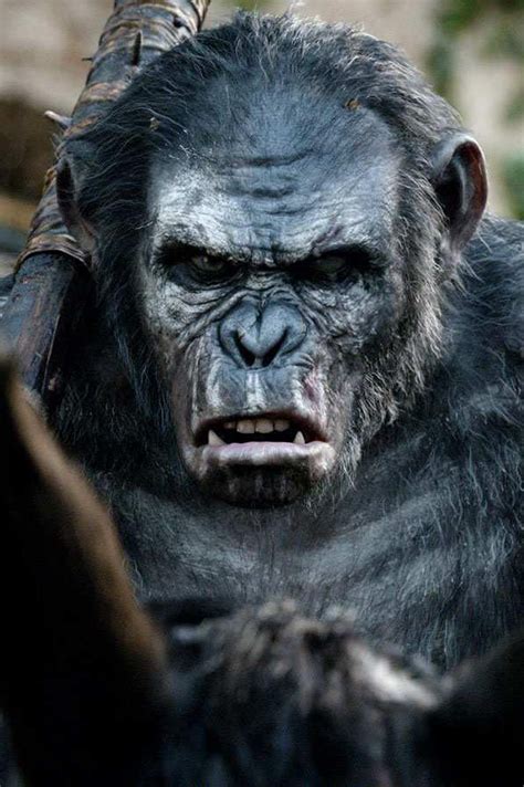 Koba Dawn Of The Planet Planet Of The Apes Dawn Of The Apes Monkey