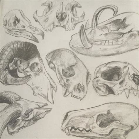 Animal Skull Drawing