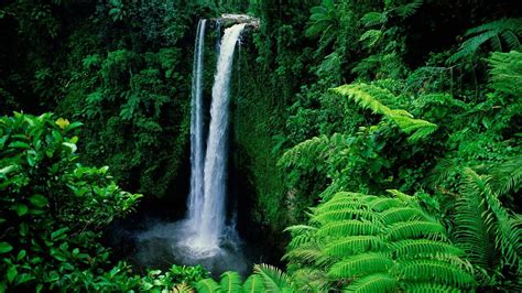 Waterfalls Pouring On River Surrounded By Green Trees Bushes Forest Background Hd Nature