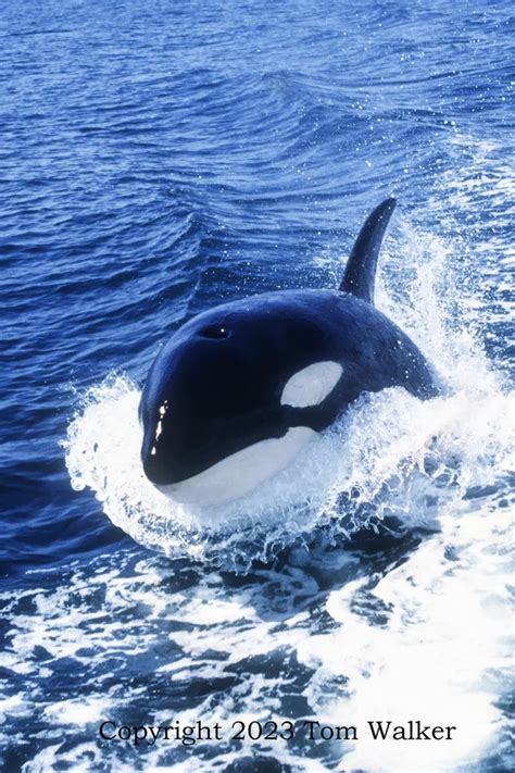 Orca, or Killer, Whale Alaska | Photo | Tom Walker Photographer