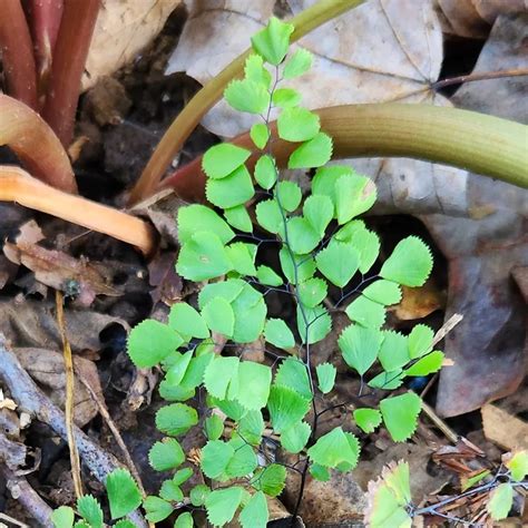 Plant FAQs: Adiantum Venustum