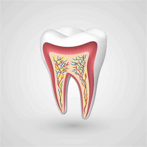 Enamel – How Teeth Protect Themselves | Grand Prairie, TX