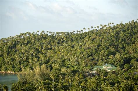 Silueta Del Fondo Verde De Rboles De Coco En La Monta A En La Isla Koh