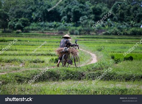 59,966 Paddy Fields Vietnam Images, Stock Photos, 3D objects, & Vectors ...