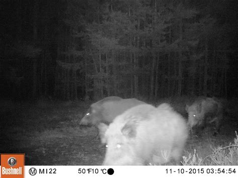 Wildschwein Rotte Aufgenommen Mit Wildkamera Bushnell Trophy Cam