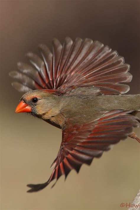 What Does A Female Cardinal Bird Look Like Infoupdate Org