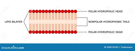 Phospholipid With Hydrophilic Head And Hydrophobic Tails. Phospholipid ...