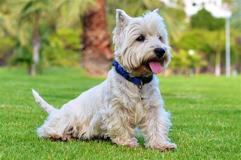 dogs vesta  photo  pixabay