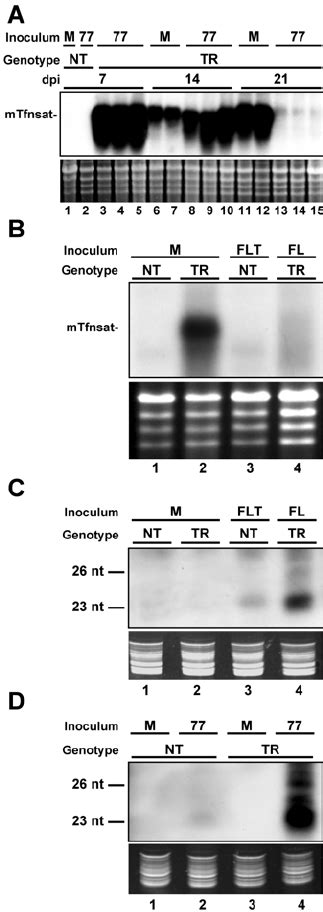 A Northern Blot Hybridization Analysis With A Nos Terminator Specific