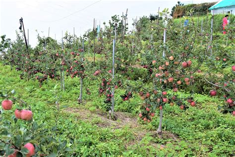 Natural Farming A Small But Good Beginning By Apple Growers In Hp