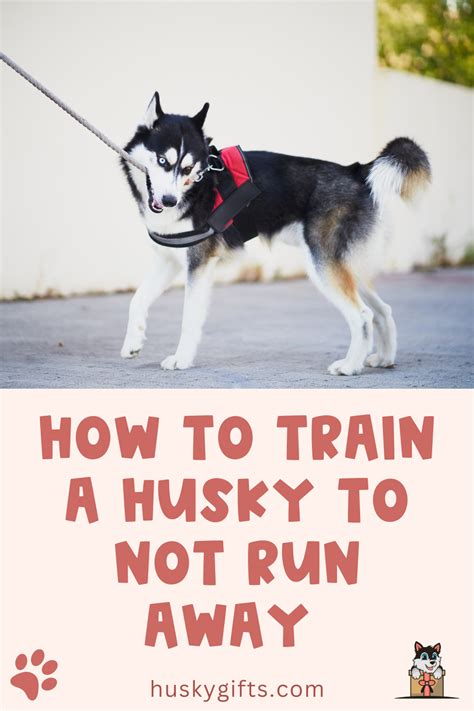 How To Train A Husky To Not Run Away Stop Them For Good A Husky