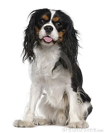 Cavalier king charles spaniel clipart 20 free Cliparts | Download ...