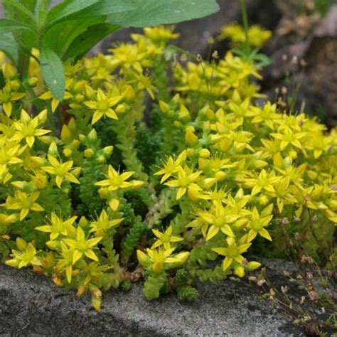 Identificar Las Suculentas Con Flores Amarillas O Naranjas Succulents