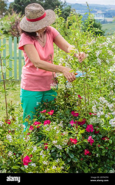 Woman pruning a hedge of multiflora rose (Rosa multiflora) in spring ...