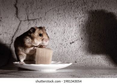 513 Hamster Eat Cheese Images, Stock Photos & Vectors | Shutterstock