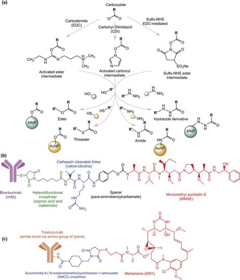 Schematic Representation Of The Conjugation Of Proteinspeptides A