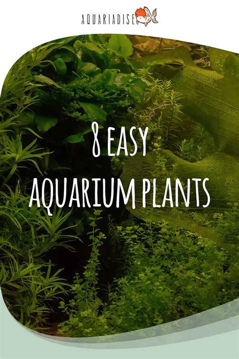 Easy Aquarium Plants You Can Add To Your Tank Today!