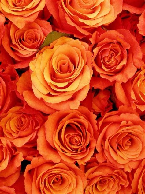 My Favorite Color Rose Orange Aesthetic Orange Wallpaper Orange Flowers